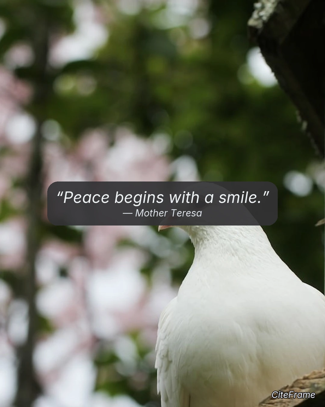 Quote by Mother Teresa: Peace begins with a smile. (IGP)